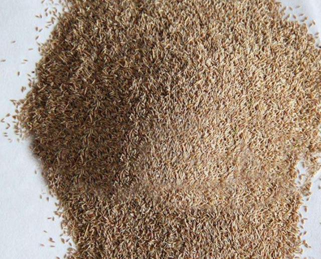 草坪綠化中的王者，護(hù)坡能力強大的的剪股穎草種