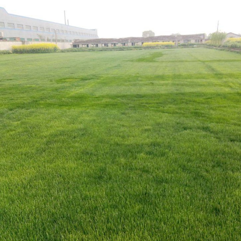 結(jié)縷草草坪雜草種植應(yīng)該注意什么，有哪些好的方法