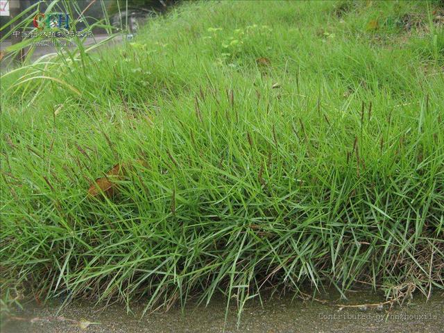 結(jié)縷草草坪草的經(jīng)濟價值及其種植管理技術(shù) 結(jié)縷草草坪草的經(jīng)濟價值及其種植管理技術(shù)