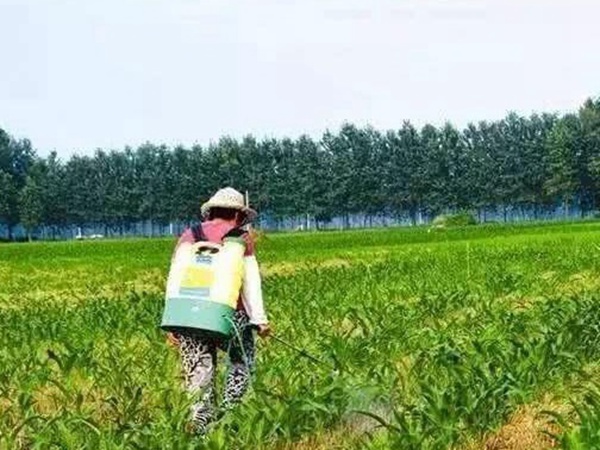 墨西哥玉米草出苗成活率是什么原因，怎么樣提高成活率？