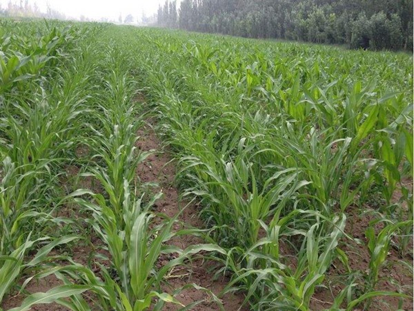 甜高粱如何栽培？甜高粱科學栽培管理技術(shù)！