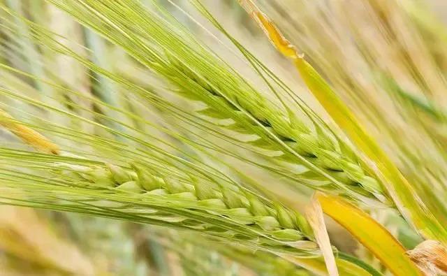 啤飼大麥病蟲害，防治研究方法有哪些，這里有幾個方法