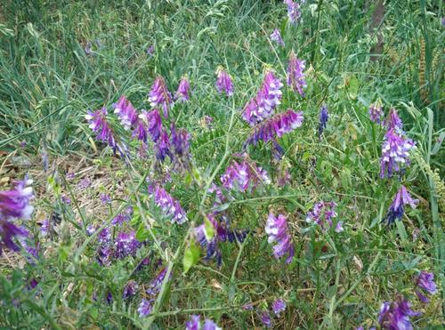 沙打旺種植氣候什么時(shí)候比較合適，有哪些需要注意的