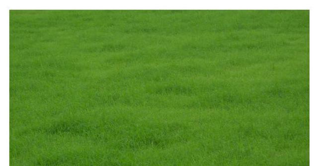 野牛草種植這幾個(gè)步驟一定要掌握好，種植就比較簡(jiǎn)單