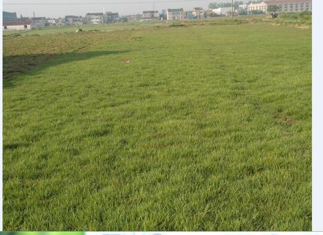 結(jié)縷草草坪草的經(jīng)濟價值及其種植管理技術(shù) 結(jié)縷草草坪草的經(jīng)濟價值及其種植管理技術(shù)