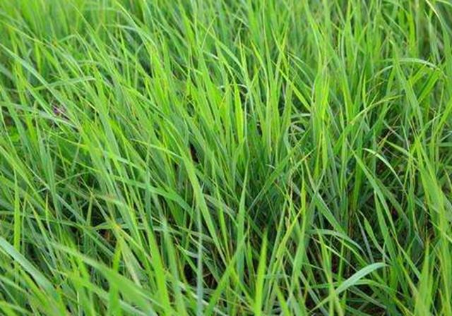 耐活堿草農(nóng)作物，要知道它的生物特性，種植起來很簡單