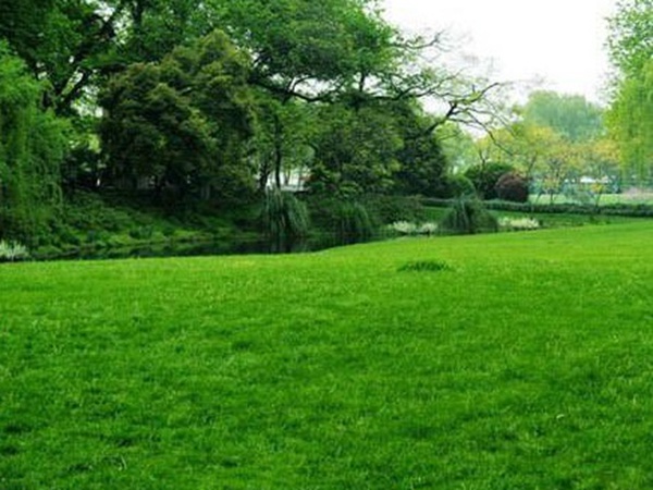 草坪種子常見的有哪些？該怎么樣育苗？