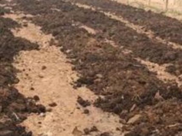 墨西哥玉米草出苗成活率是什么原因，怎么樣提高成活率？