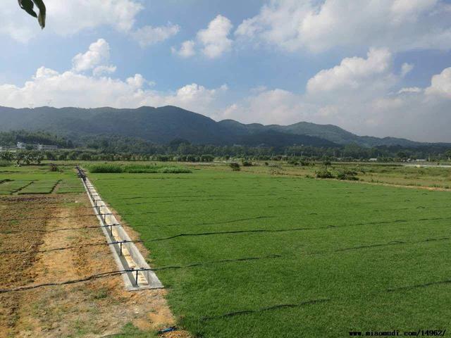 結(jié)縷草草坪草的經(jīng)濟價值及其種植管理技術(shù) 結(jié)縷草草坪草的經(jīng)濟價值及其種植管理技術(shù)