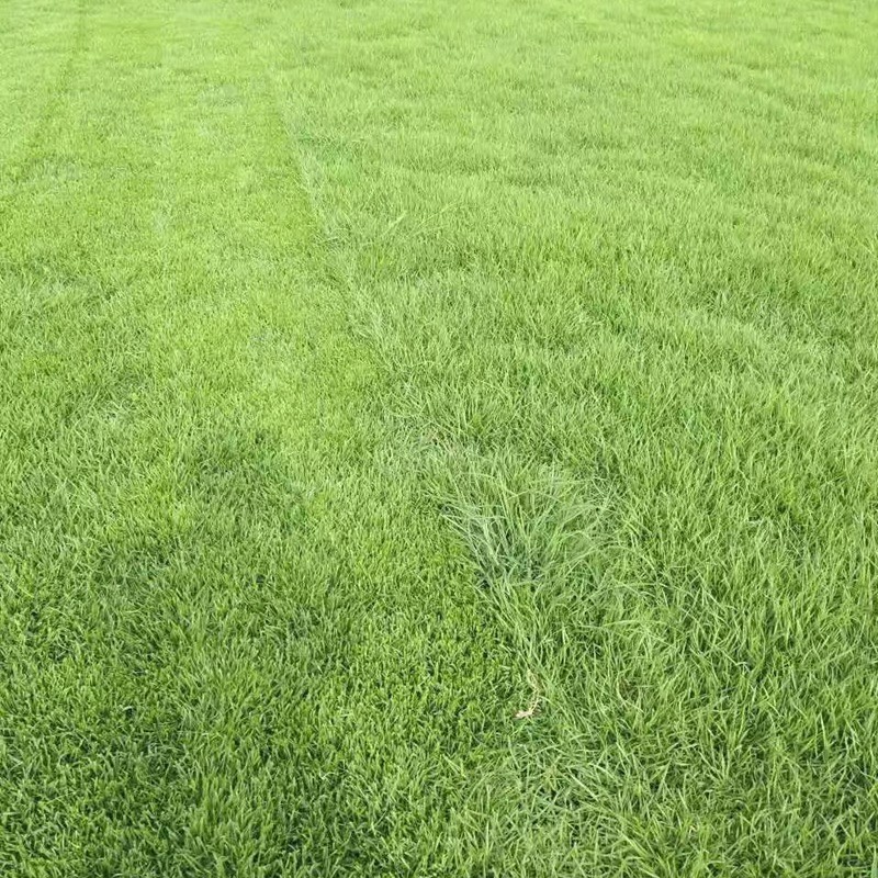 結(jié)縷草草坪雜草種植應(yīng)該注意什么，有哪些好的方法