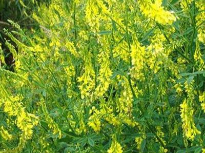 草木犀種植方法及特點(diǎn)介紹，什么時候種植比較好