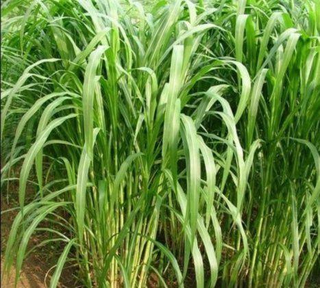 有一種草叫墨西哥玉米草，最適合農(nóng)村養(yǎng)殖戶種植