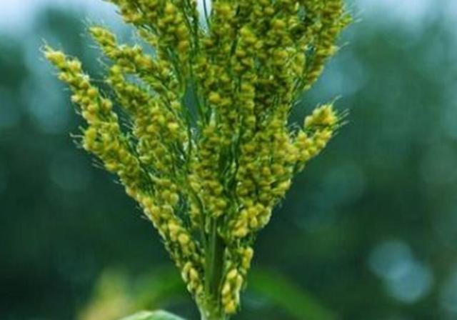 甜高梁種植技巧是什么，如何產(chǎn)量高