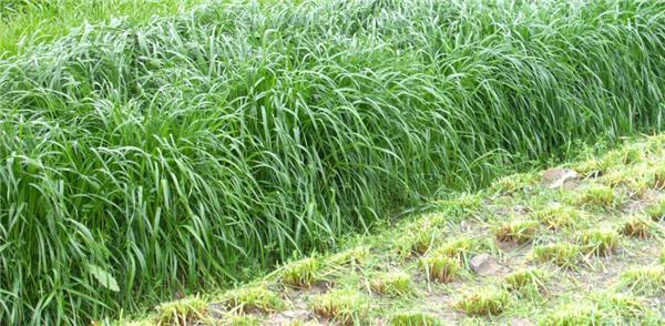 優(yōu)質(zhì)牧草——高丹草，種植高丹草種子如何高產(chǎn)？
