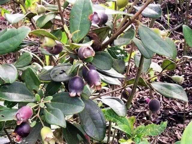 桃金娘可以人工種植嗎？桃金娘種植方法是什么？