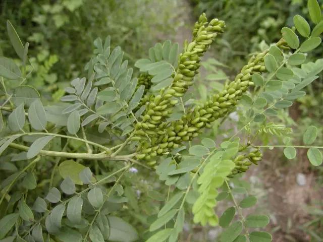 紫穗槐種子的種植方法與管理技術 紫穗槐種子的種植方法與管理技術