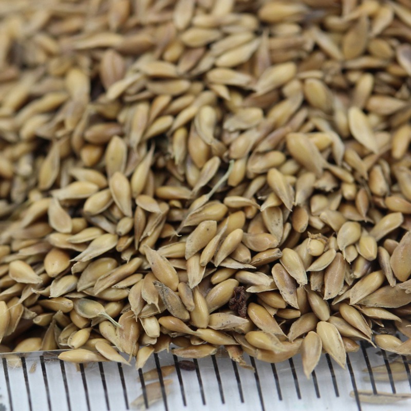 草坪種子日本結(jié)縷草的生態(tài)特性