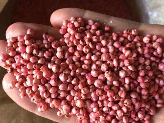 優(yōu)質(zhì)牧草——高丹草，種植高丹草種子如何高產(chǎn)？