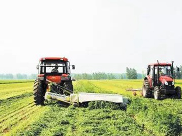 一年生黑麥草特高栽培技術(shù)與收割利用 一年生黑麥草特高栽培技術(shù)與收割利用