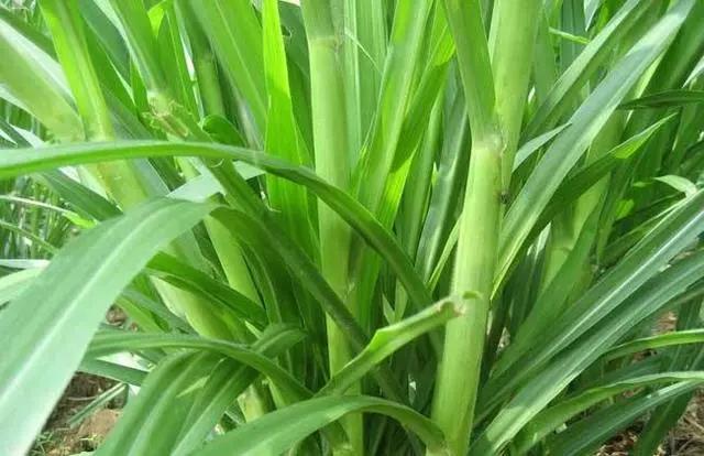 皇竹草養(yǎng)豬、喂雞可降低成本增加收入，栽培方法！