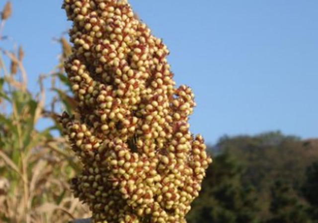 甜高梁種植技巧是什么，如何產(chǎn)量高