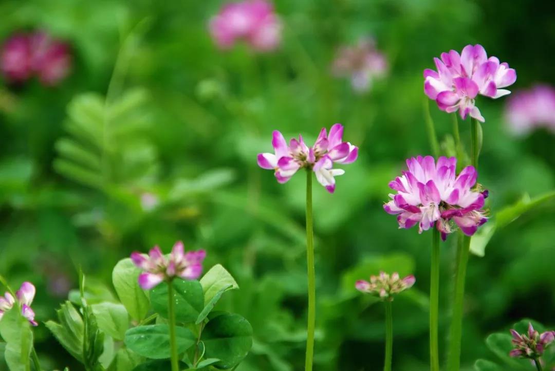 美麗的紫云英播種方法以及管理技術(shù)