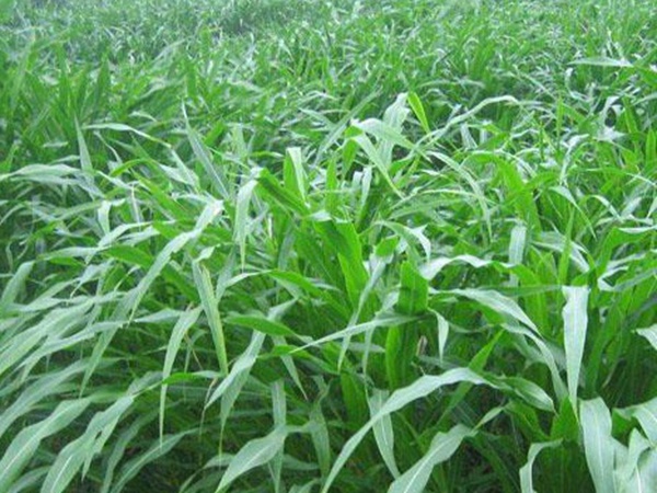 墨西哥玉米草種子哪家公司有賣？育苗方法是什么？