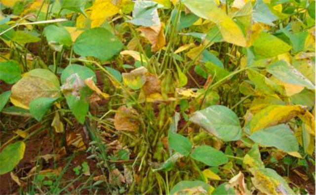 種植黑豆時(shí)，掌握技術(shù)方法產(chǎn)量能提升