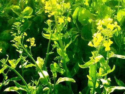 油菜種子如何種，種植方法是什么？