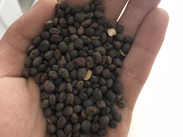 毛苕子的種植技術(shù)介紹以及播種時間 毛苕子的種植技術(shù)介紹以及播種時間