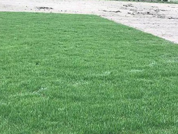 草坪種子常見的有哪些？該怎么樣育苗？