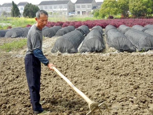 葛根扦插育苗種植的幾個步驟以及處理方法 葛根扦插育苗種植的幾個步驟以及處理方法