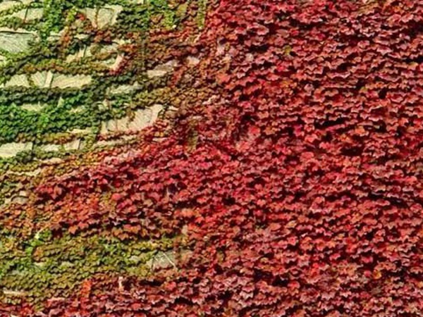 爬山虎種子怎么種？爬山虎種子多久發(fā)芽？