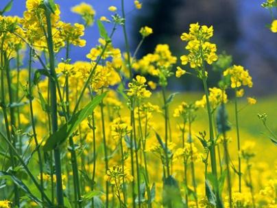 油菜種子如何種，種植方法是什么？