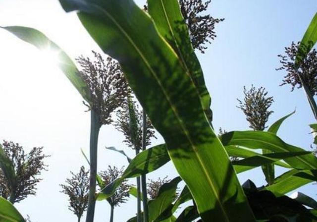 甜高梁種植技巧是什么，如何產(chǎn)量高