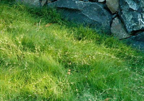 野牛草種植這幾個(gè)步驟一定要掌握好，種植就比較簡(jiǎn)單