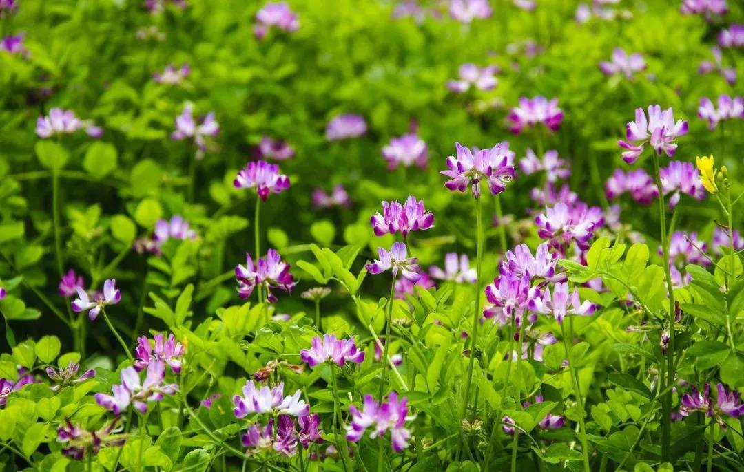 美麗的紫云英播種方法以及管理技術(shù)