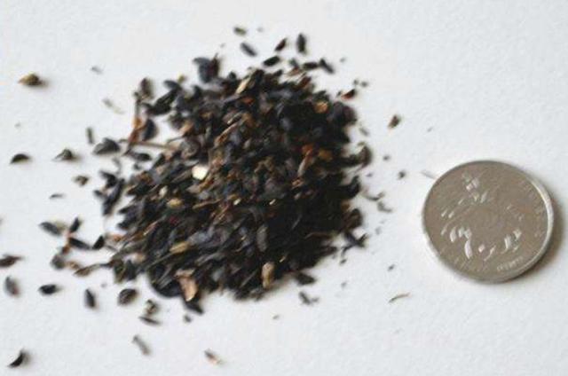 在田間小路看見的優(yōu)質(zhì)牧草-苦荬菜種植技術(shù)及品種價(jià)值 在田間小路看見的優(yōu)質(zhì)牧草-苦荬菜種植技術(shù)及品種價(jià)值