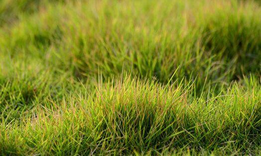 結(jié)縷草草坪草的經(jīng)濟價值及其種植管理技術(shù) 結(jié)縷草草坪草的經(jīng)濟價值及其種植管理技術(shù)