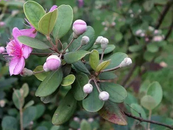 桃金娘的鑒賞與栽培養(yǎng)護 桃金娘的鑒賞與栽培養(yǎng)護