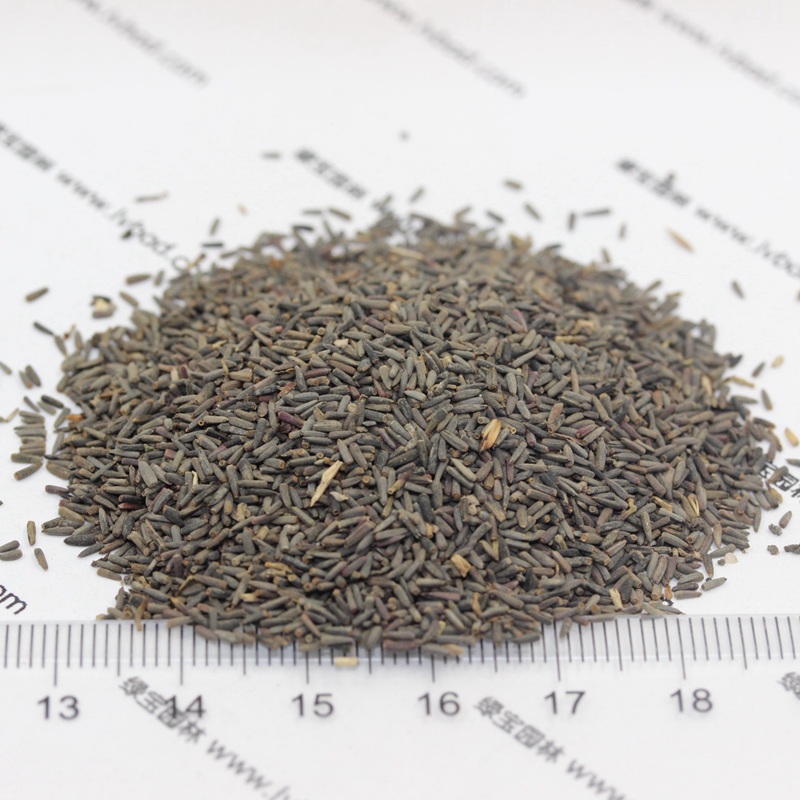 草原松果菊 草原松果菊