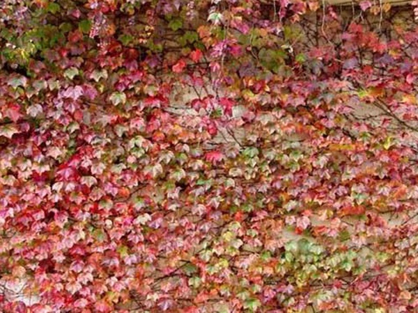 爬山虎種子怎么種？爬山虎種子多久發(fā)芽？