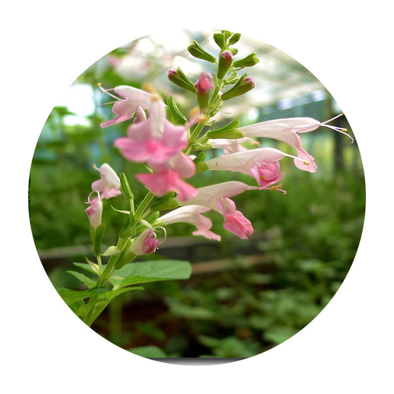 粉萼鼠尾草 粉萼鼠尾草