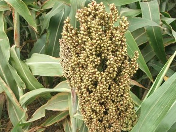 甜高粱簡(jiǎn)單如何播種，播種方法是什么？