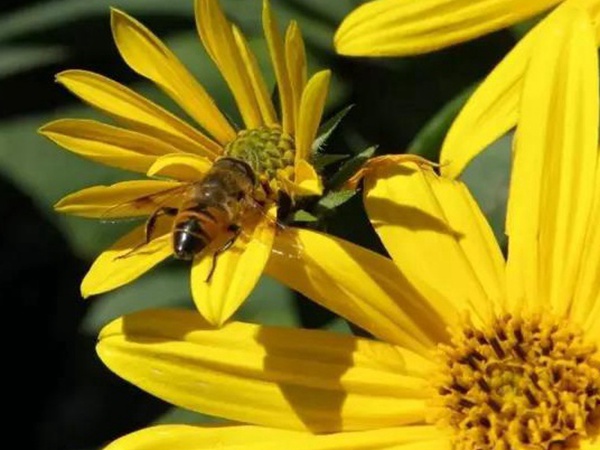 串葉松香草的種植方法，如何種植比較合適？