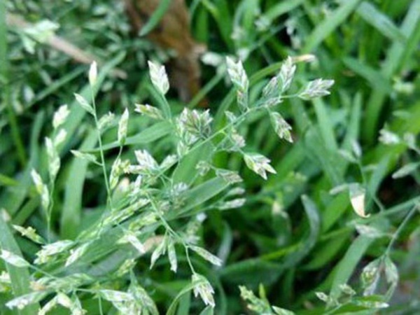 園林綠化中草坪種類的分類與鑒別要點(diǎn) 園林綠化中草坪種類的分類與鑒別要點(diǎn)