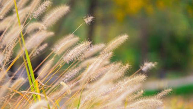 狼尾草的多種用途有哪些與種植方式 狼尾草的多種用途有哪些與種植方式