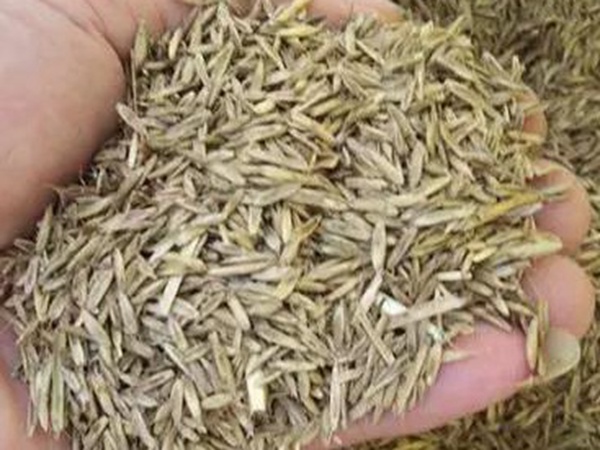 一年生黑麥草特高栽培技術(shù)與收割利用 一年生黑麥草特高栽培技術(shù)與收割利用