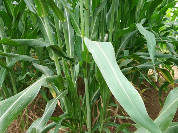 “北方”牧草種子——甜高粱，不僅用途廣，效益更是高！