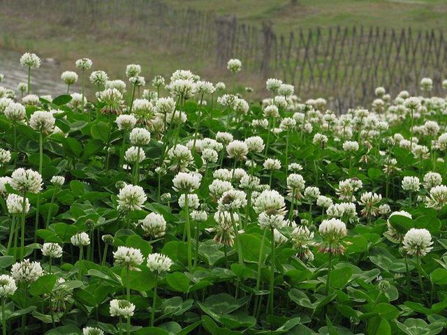 綠化草坪種子種植，白三葉的有點有哪些